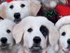 Santa Paws 2: The Santa Pups - {channelnamelong} (Youriplayer.co.uk)