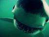 Quand les requins attaquent - {channelnamelong} (Replayguide.fr)